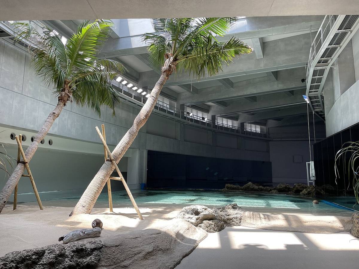 神戶須磨海洋世界トロピカルライフ展區,挑高的清水模室內鋪著白沙,兩棵斜長的椰子樹用竹架撐著,後方是淺綠色的淺水池與岩石,天窗光線灑在沙地上