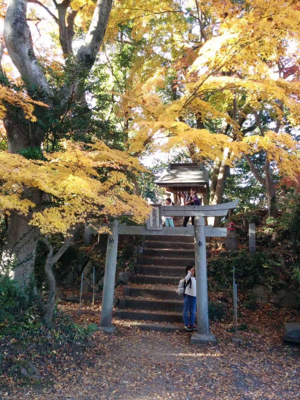 Torii and steps at a Mt Takao shrine framed by yellow autumn maples