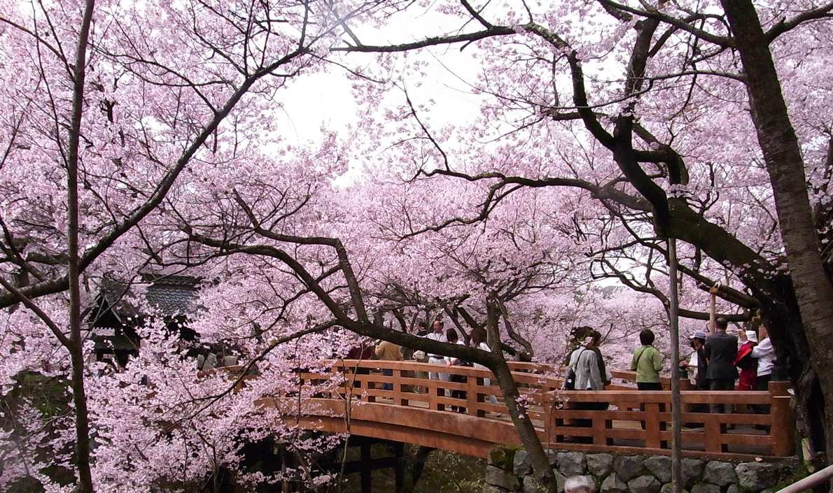 高遠城址公園的桜雲橋:一座朱紅色的木造拱橋橫過堀,橋的上方與兩側被開滿粉紅色花的老櫻樹罩住,橋上有遊客走過,左後方露出問屋門的瓦屋頂