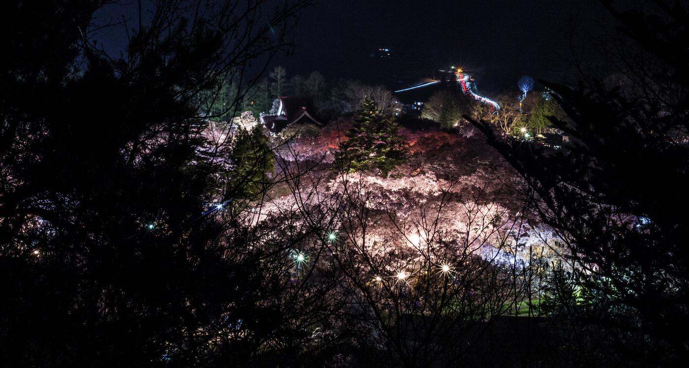 高遠城址公園的夜櫻點燈:從園外的高處隔著黑色樹枝望過去,整座城址的櫻花被燈打成一團粉白色浮在夜色裡,左側可以看到建築的屋頂輪廓