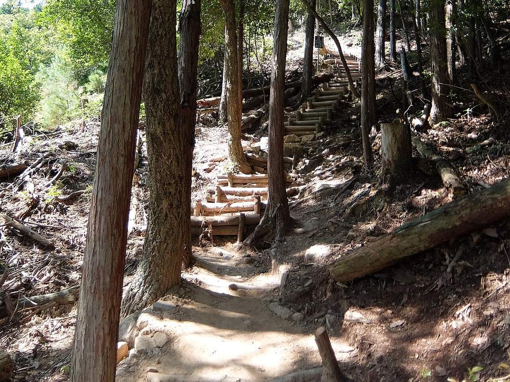 The Hyomai-jinja trail: an unpaved dirt path climbing steeply, reinforced further up with rough log steps, running through a cedar plantation with exposed roots and fallen trunks on either side
