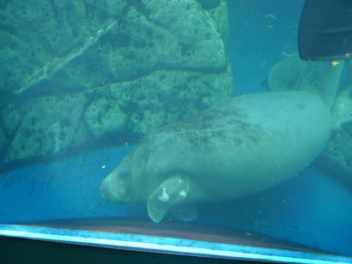 鳥羽水族館的非洲海牛在藍綠色水槽裡,緊貼岩壁造景往下游,圓鈍的口鼻和一邊前鰭朝向玻璃