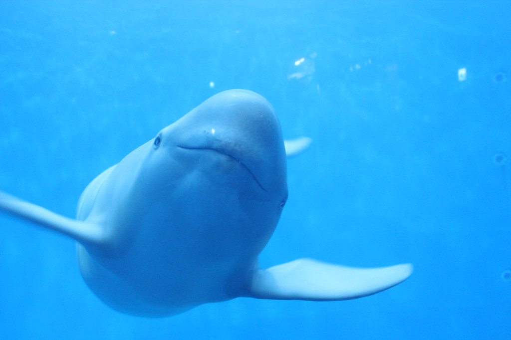 鳥羽水族館的江豚(スナメリ)在藍色水槽裡正面朝鏡頭游來,圓圓的頭、沒有背鰭,兩邊胸鰭張開