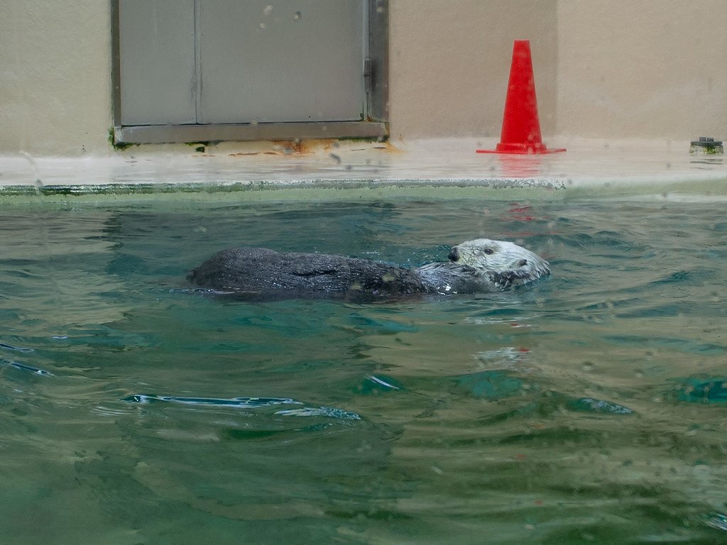 鳥羽水族館的海獺仰躺浮在綠色水面上,白色的頭轉向一側,後方是水槽邊的灰色鐵門和一個紅色三角錐