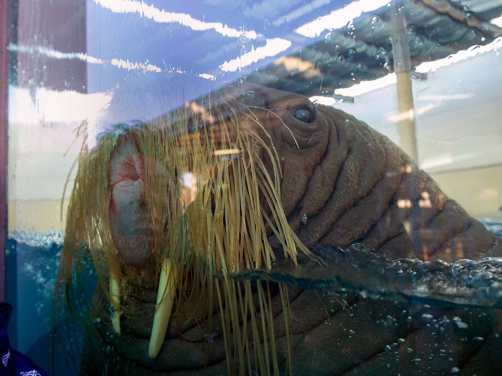 鳥羽水族館的海象把臉貼在水槽玻璃上,一大片金黃色的鬍鬚垂下來,下方露出兩根白色長牙,額頭的皺褶清楚可見