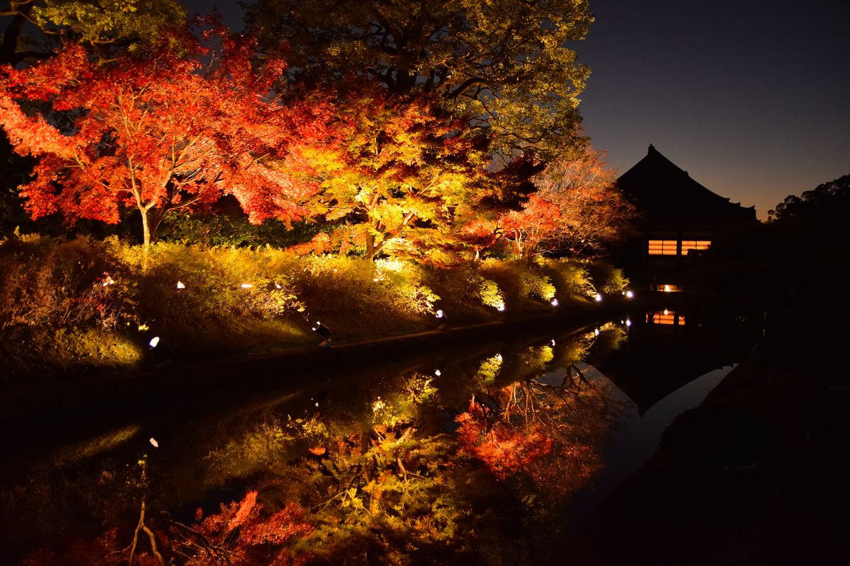 東寺紅葉點燈:池邊斜坡上打亮的紅色與黃色楓樹倒映在水面,右側是一棟亮著窗的堂宇剪影