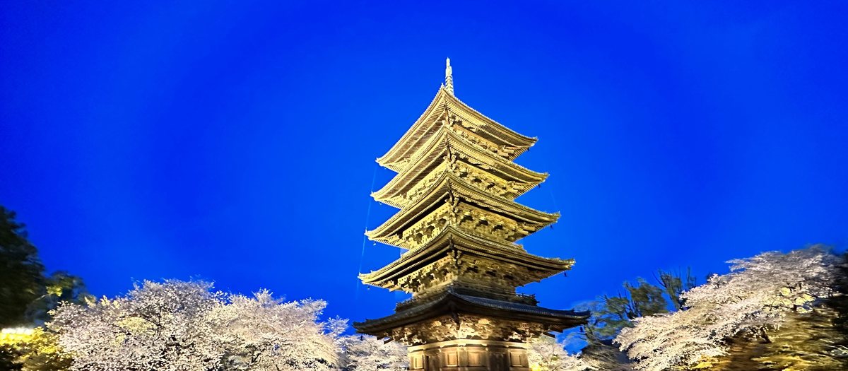 東寺夜櫻點燈:深藍色夜空下打亮的五重塔,塔下兩側是打燈的白色櫻花