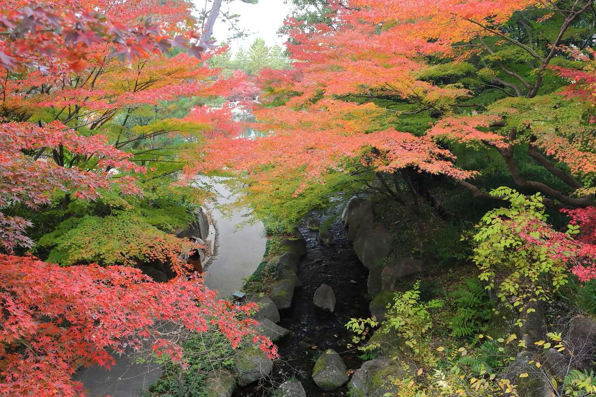 Autumn maples arching over the stream in the Kosenkei ravine at Tokugawaen