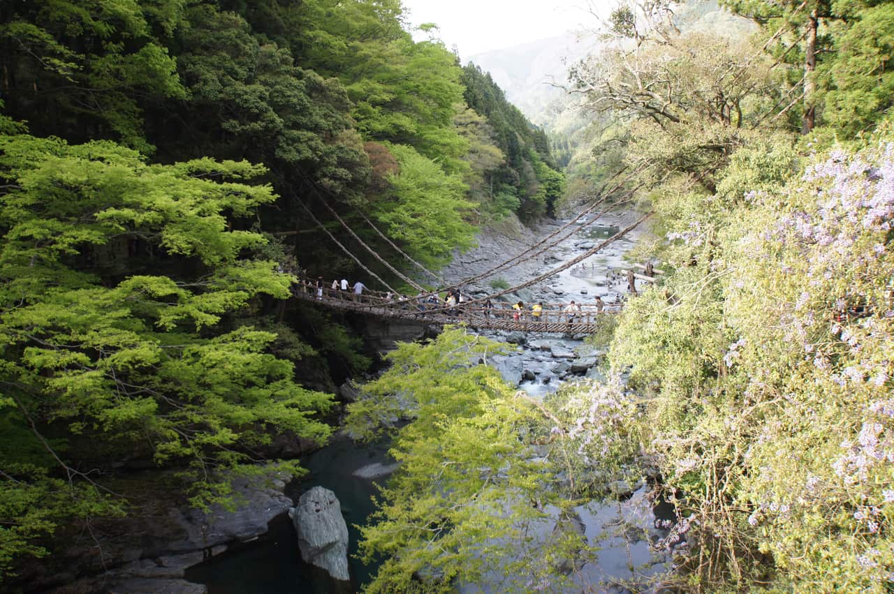 The Iya Kazurabashi vine bridge woven from real vines over the Iya River