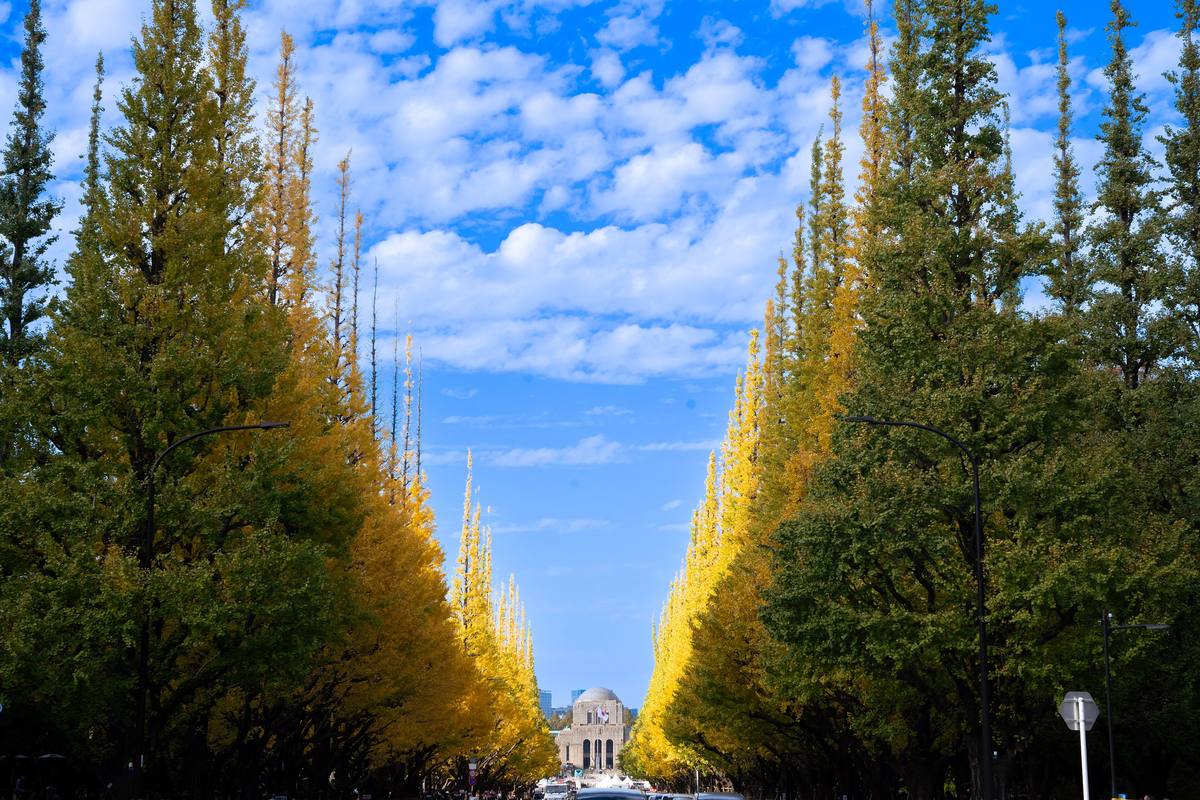 The ginkgo avenue at Meiji Jingu Gaien in late November, gold rows receding symmetrically towards the Memorial Picture Gallery