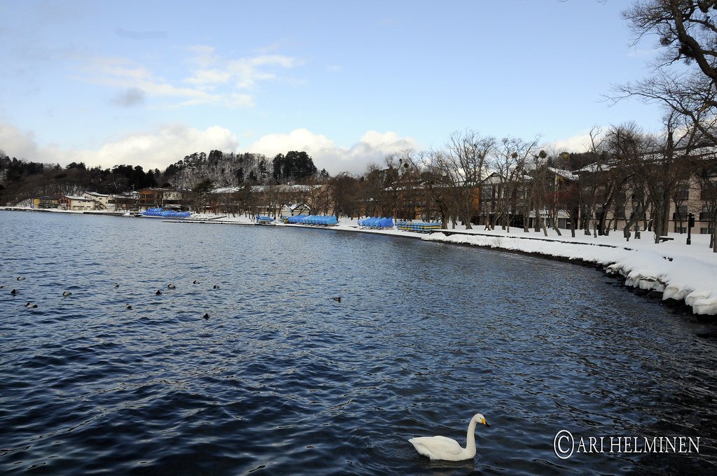 2012 年 1 月休屋一帶的十和田湖岸：弧形的湖岸積著雪，岸上一排落葉的樹後面是幾棟兩三層樓的建築，岸邊停著一排蓋藍色防水布的小船，近處水面有一隻天鵝與幾隻野鴨，右下角有攝影者的浮水印