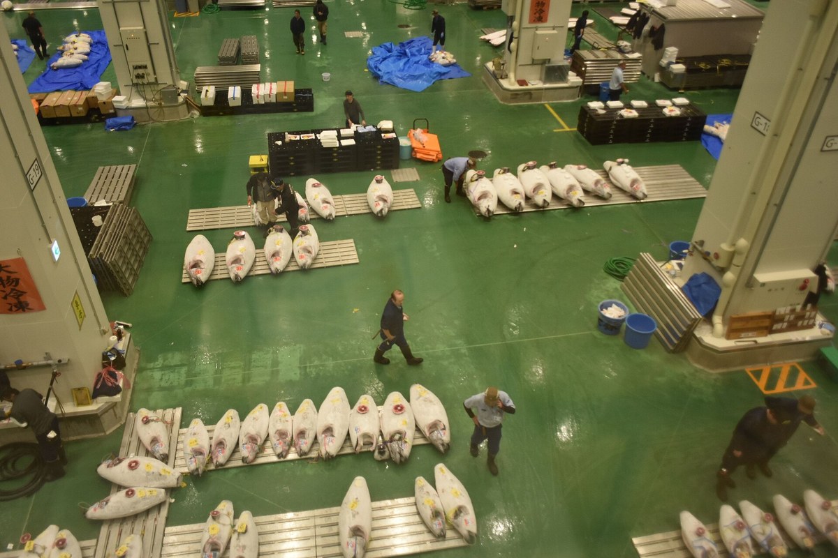 Looking down from the Toyosu second-floor visitor corridor onto the Block 7 fisheries wholesale floor, rows of tagged frozen tuna laid out with traders moving between them