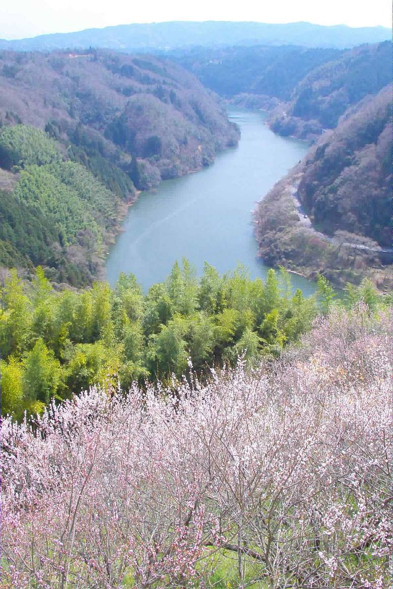 Tsukigase Baikei seen from above: a hillside carpeted in pale pink plum blossom above the green water of the dammed Nabari River gorge