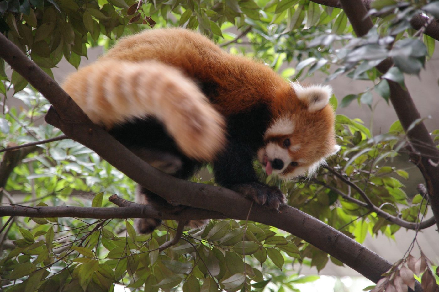A red panda walking head-down along a branch: russet back, black legs and underside, white facial markings and white-edged ears, with a long banded tail trailing behind it among green leaves