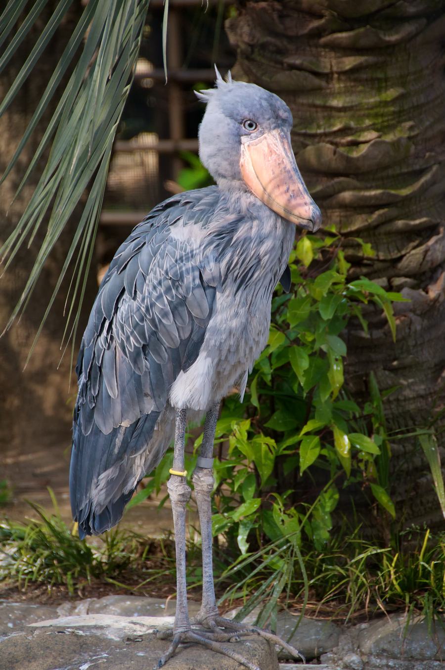 A shoebill standing on stone: blue-grey plumage, a few thin feathers sticking up at the back of the head, a pale eye, and above all a thick broad clog-shaped straw-coloured bill; the long grey legs carry a yellow and a grey identification ring, with a palm trunk and greenery behind