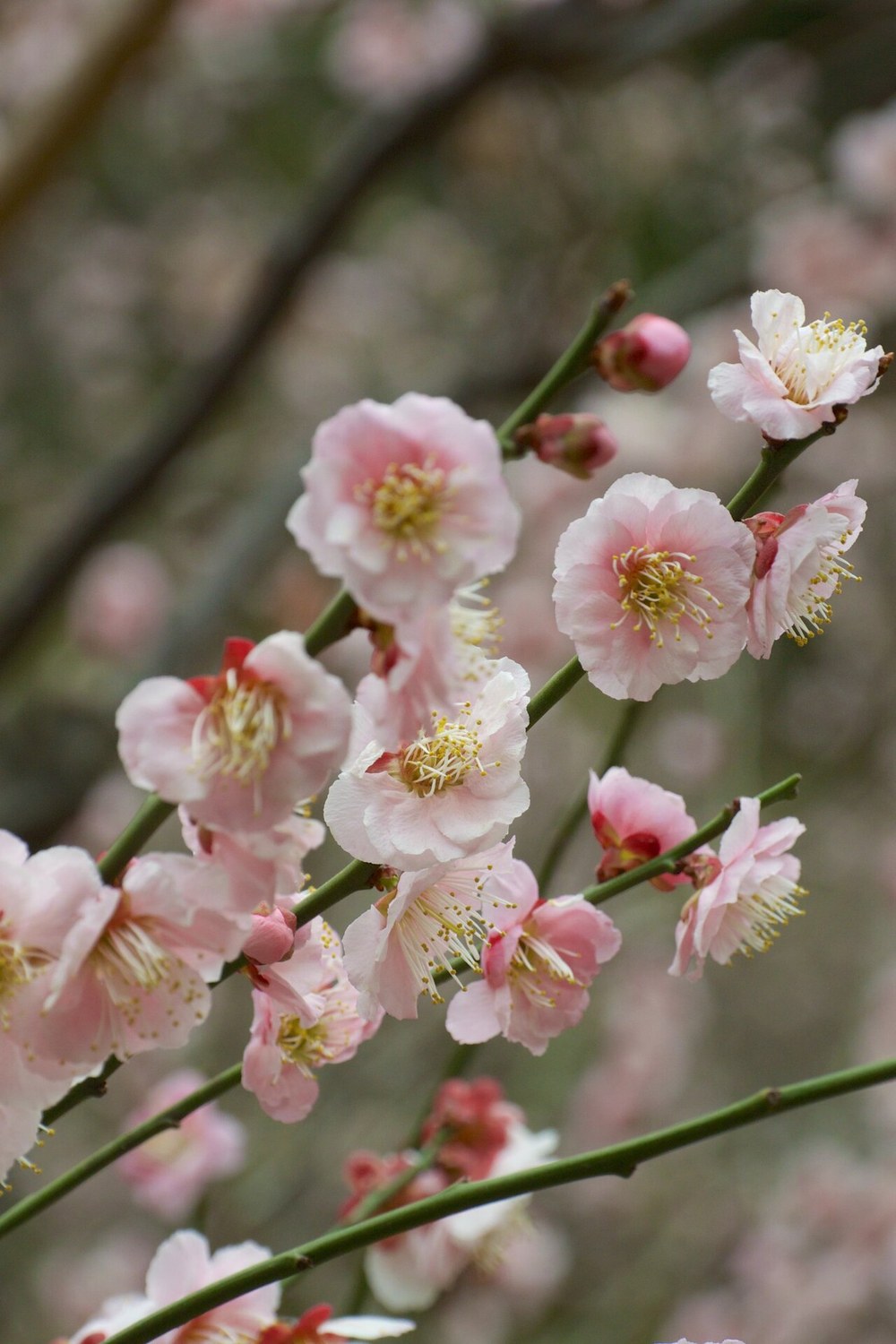 Close-up of Prunus mume flowers: pale pink rounded petals sitting almost directly on the green branch with no visible stalk, unopened red buds alongside