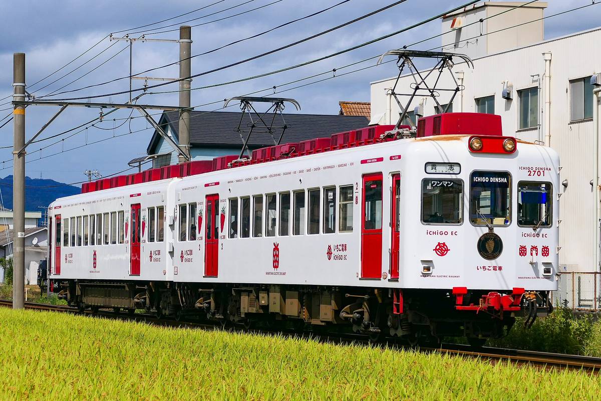 兩節白色車身配紅色車門的いちご電車行駛在金黃稻田旁:車頭寫 ICHIGO DENSHA 2701、行先牌「貴志」,車身印著紅色草莓圖案和「いちご電車 ICHIGO EC」,車頂的冷氣箱也漆成紅色