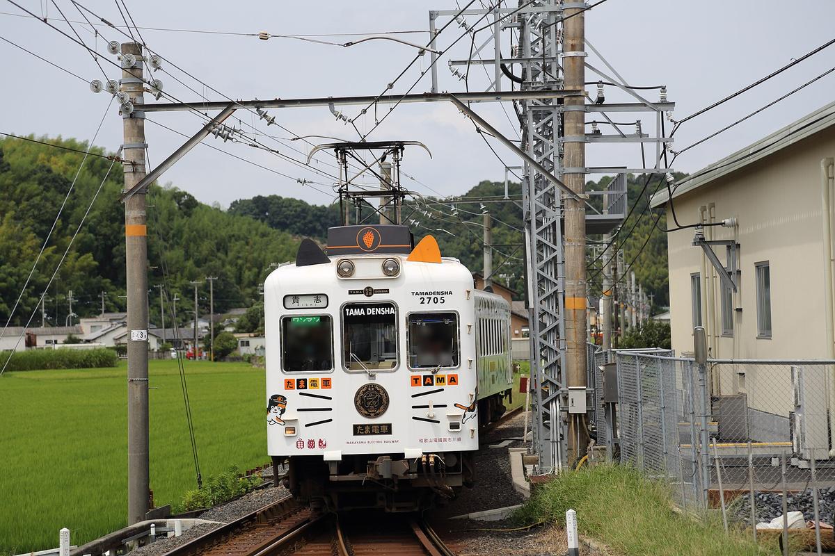 白色車身的たま電車迎面開來:車頂前端有一對黑色和橘色的貓耳,車頭上方寫 TAMADENSHA 2705、行先牌「貴志」,正面畫著貓鬍鬚線條、「たま電車」「TAMA」字樣和戴站長帽的三毛貓圖案,左邊是一片綠色稻田和竹林山丘