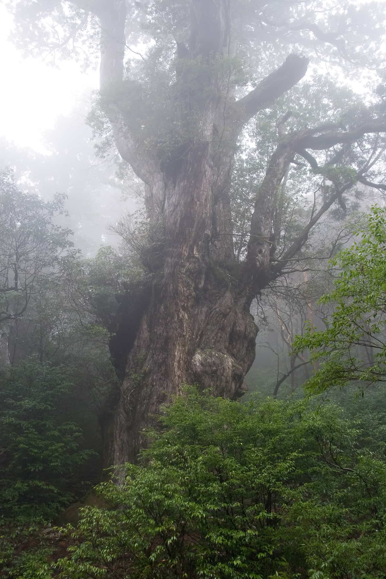 屋久島繩文杉巨大的樹幹與盤根