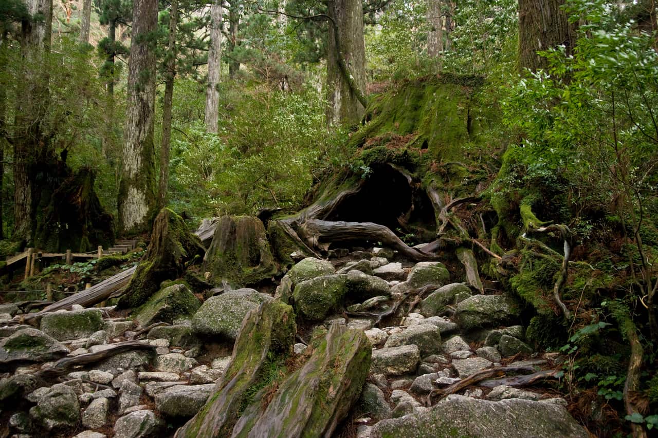 繩文杉登山路線上的威爾遜株巨大樹洞