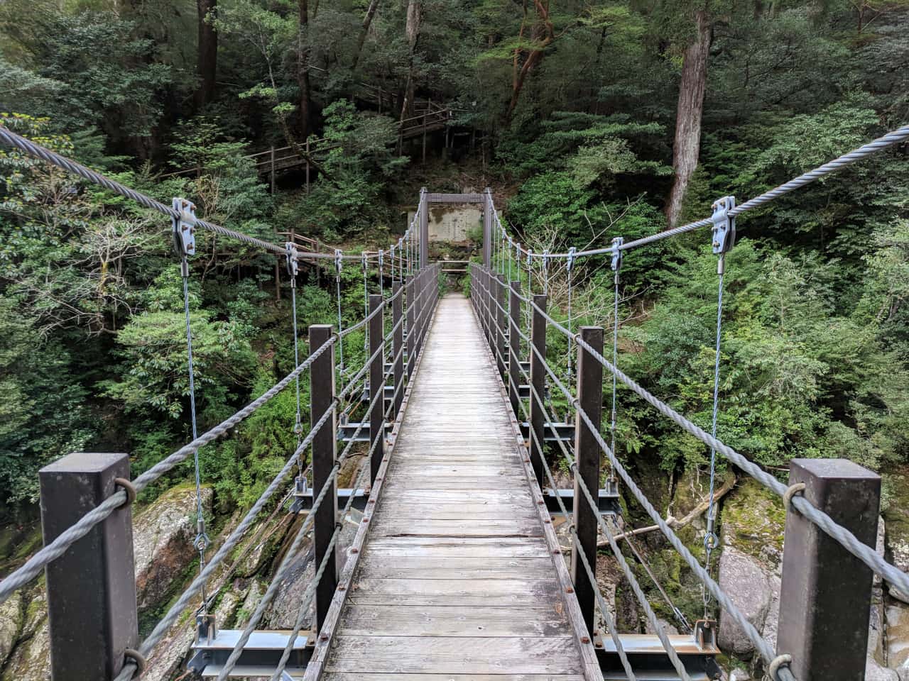 ヤクスギランド森林步道上的吊橋