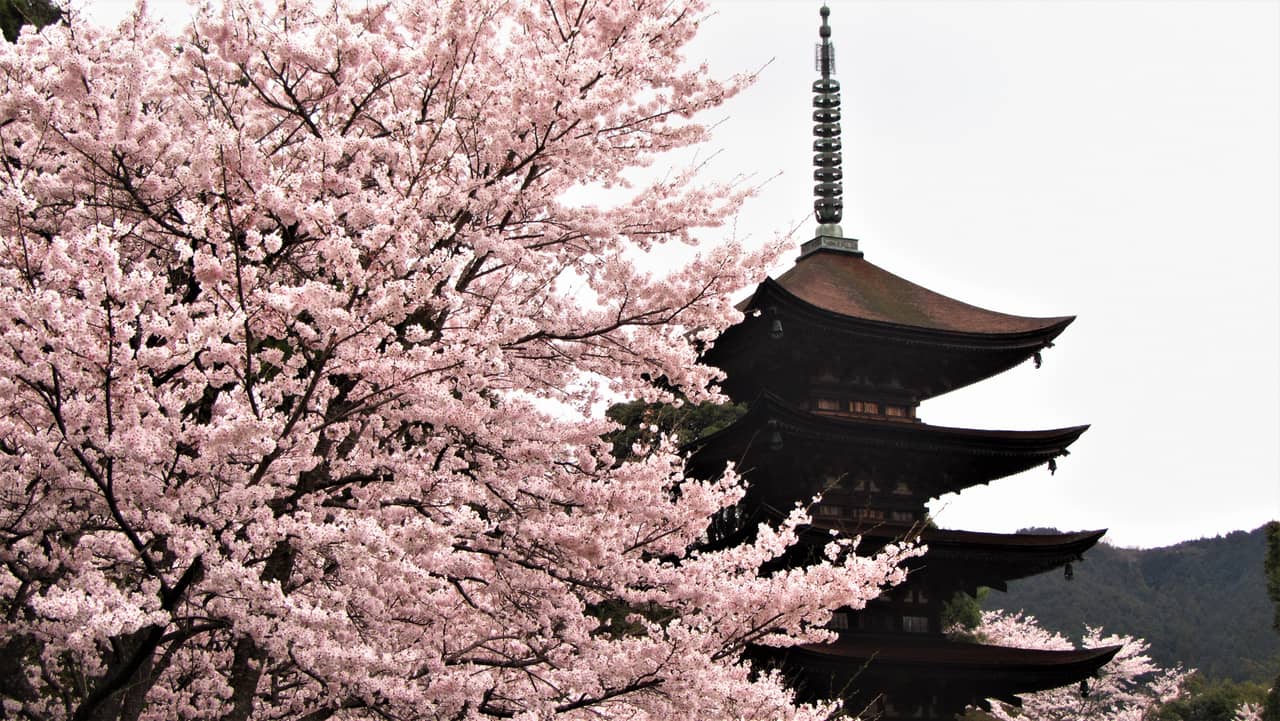 山口市香山公園的瑠璃光寺五重塔,國寶級檜皮屋頂木塔