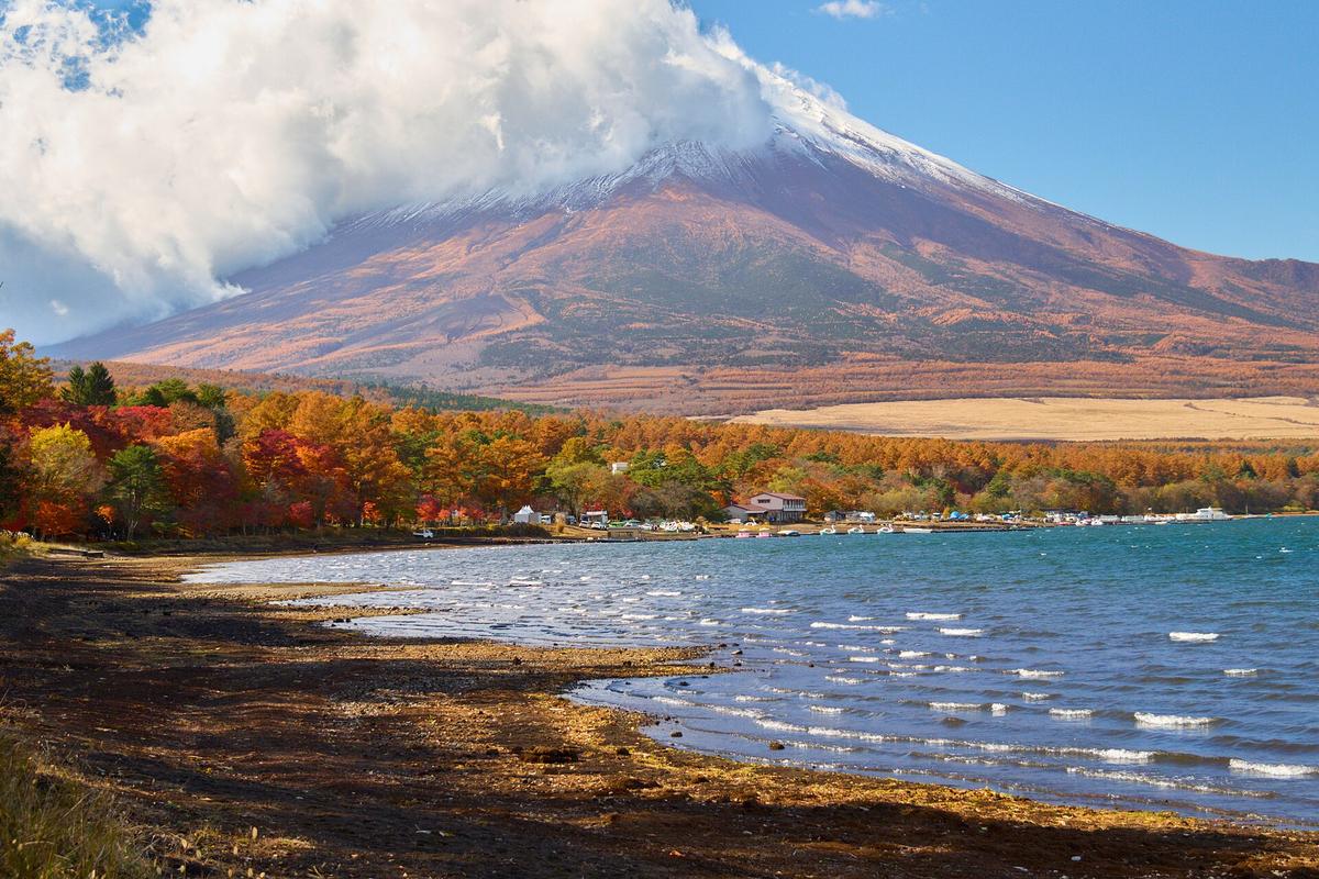 11 月從山中湖岸看富士山：山頂整片被白雲蓋住，只看得到山腰，前景是紅黃紅葉樹林、起浪的湖面和石礫湖岸
