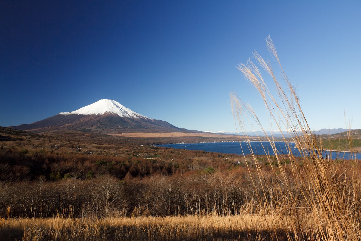 12 月初從パノラマ台往下看：前景是枯黃的芒草和低矮樹林，遠方是山頂積雪的富士山，山腳下露出一段藍色的山中湖
