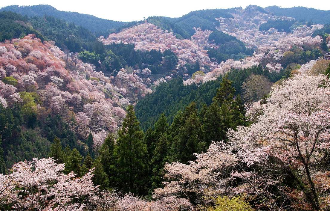 從吉水神社看出去的吉野山「一目千本」:三道山坡上滿是白到淡粉的山櫻,樹冠之間夾著紅褐色的新葉,坡與坡之間是深綠色的杉林