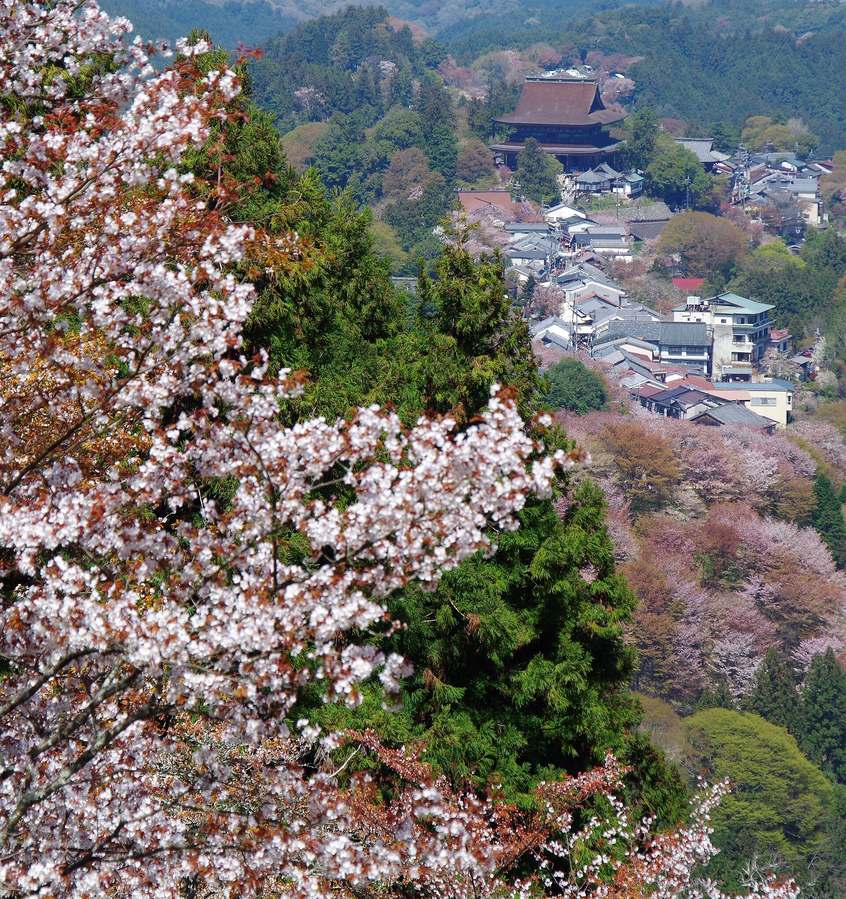 從吉野山上千本往下看:近處的山櫻枝條開滿白花、帶紅褐色新葉,下方遠處是金峯山寺藏王堂的大屋頂與門前町,那一帶的山坡粉色裡混著褐色與新綠