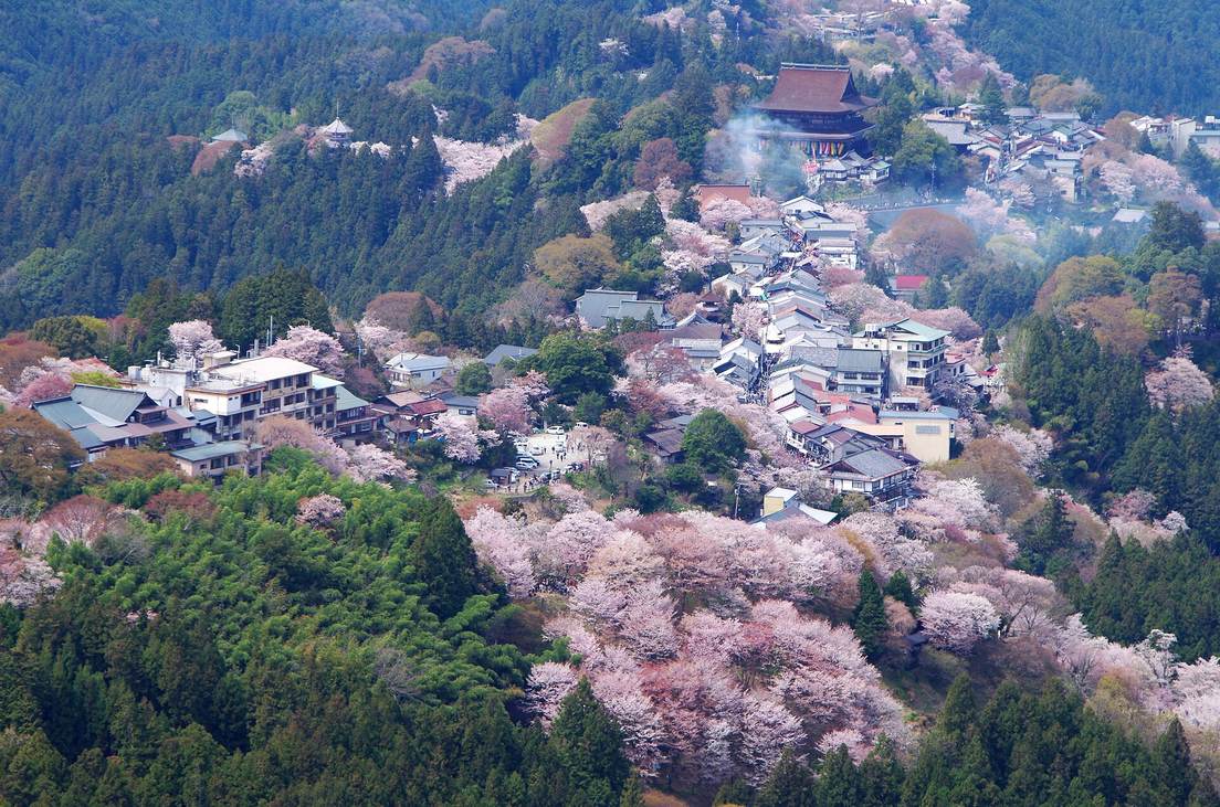 從吉野山上千本俯瞰:稜線上一整排門前町的屋頂,盡頭是金峯山寺藏王堂的大屋頂,町的下方山坡開滿粉白色的山櫻,四周是深綠色的杉林