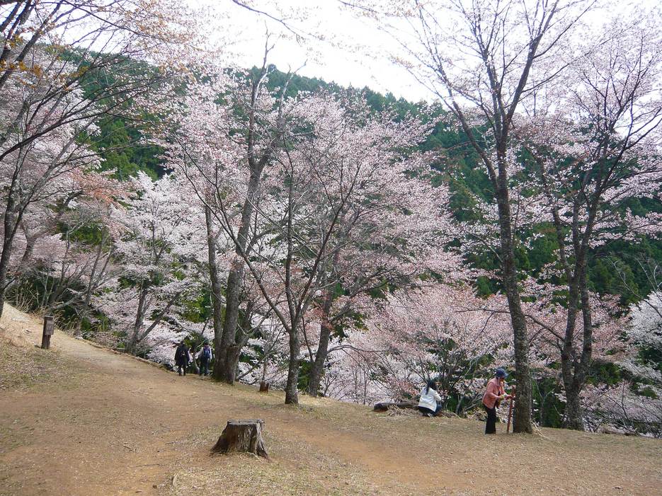 吉野山奧千本:林間一塊泥土坡地,周圍是樹幹細長、開著淡粉色花的山櫻,背後是杉林山坡,遠處有幾位遊客