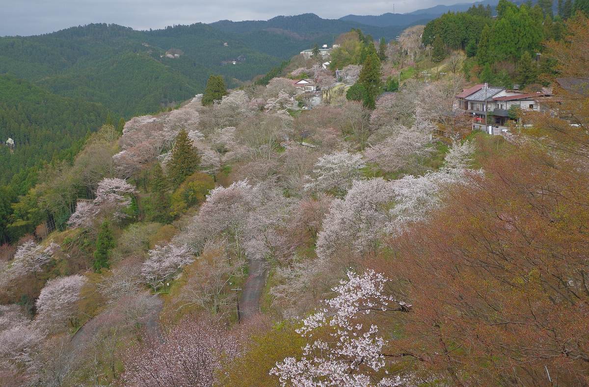 陰天的吉野山下千本:往下延伸的山坡上開著白色的山櫻,夾雜紅褐色的樹,一條鋪面的坡道在樹間轉彎,右上方的稜線上有幾棟房子